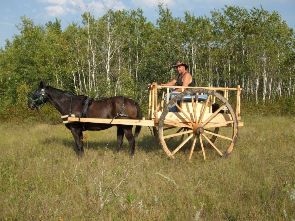 Metis horse and cart